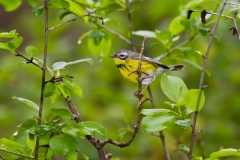 Magnolia Warbler (Setophaga magnolia), female, breeding plumage