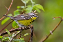 Magnolia Warbler (Setophaga magnolia), female, breeding plumage