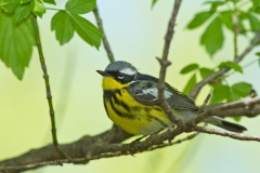 Magnolia Warbler (Setophaga magnolia), male, breeding plumage