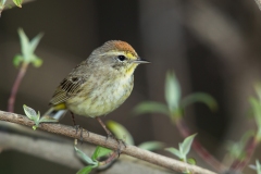 Palm Warbler (Setophaga palmarum), adult, breeding plumage