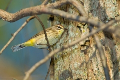 Palm Warbler (Setophaga palmarum), adult, breeding plumage