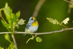 Northern Parula (Setophaga americana), breeding plumage