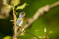 Northern Parula (Setophaga americana), breeding plumage