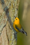 Prothonotary Warbler (Protonotaria citrea), male, breeding plumage