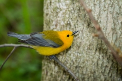 Prothonotary Warbler (Protonotaria citrea), male, breeding plumage