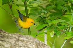 Prothonotary Warbler (Protonotaria citrea), male, breeding plumage