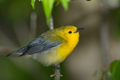 Prothonotary Warbler (Protonotaria citrea), female, breeding plumage