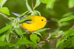 Prothonotary Warbler (Protonotaria citrea), male, breeding plumage