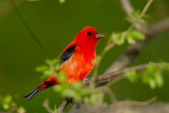 Scarlet Tanager (Piranga olivacea), male, breeding plumage