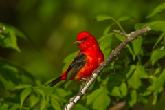 Scarlet Tanager (Piranga olivacea), male, breeding plumage