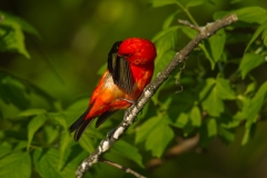 Scarlet Tanager (Piranga olivacea), male, breeding plumage