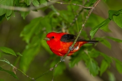 Scarlet Tanager (Piranga olivacea), male, breeding plumage