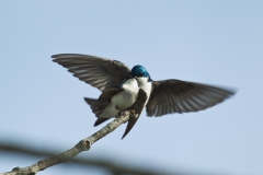 Tree Swallows  (Tachycineta Bicolor) mating