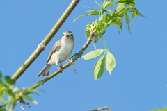 Warbling Vireo (Vireo gilvus)