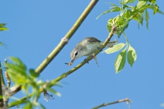 Warbling Vireo (Vireo gilvus)