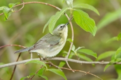 Warbling Vireo (Vireo gilvus)