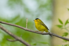 Wilson's Warbler (Cardellina pusilla), male, breeding plumage