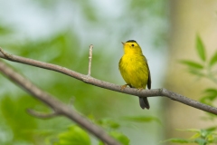 Wilson's Warbler (Cardellina pusilla), male, breeding plumage