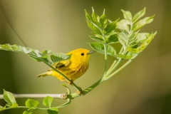 Yellow Warbler (Setophaga petechia), male, breeding plumage