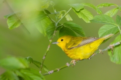 Yellow Warbler (Setophaga petechia), male, breeding plumage