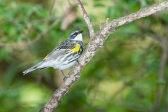 Yellow-rumped Warbler (Setophaga coronata), male, breeding plumage